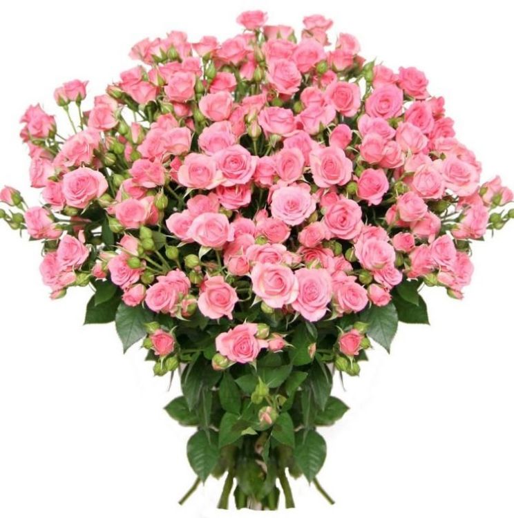 Кустовые розы от 3 105 руб.